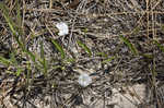 Coastalplain dawnflower